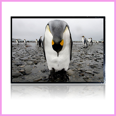 CDS Offers the Widest Range of Hibrite Sunlight Readable TFT Panels
